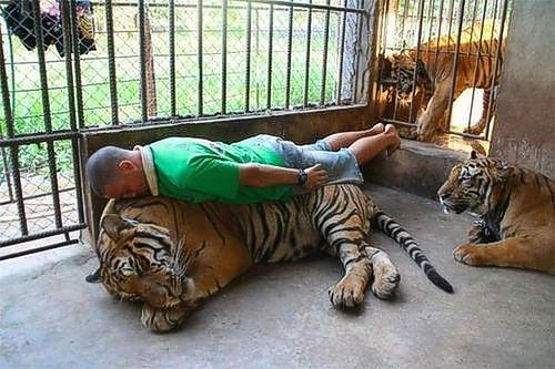 beauty/tiger-planking.png